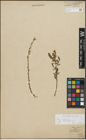 Foto von Salix repens subsp. incubacea (L.) A. Neumann